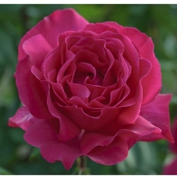 Trandafir cu flori mari, de culoare roz- fucsia,  Velasquez, Meilland #2