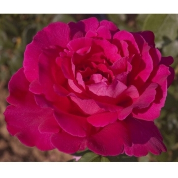 Trandafir cu flori mari, de culoare roz- fucsia,  Velasquez, Meilland