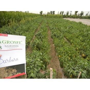 Seminte ardei gras Barbara(15000 sem) Agrosel #3