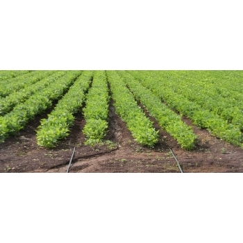 Banda picurare 17mm, 6mil, 30cm, 1.6l/h, 2600m #3