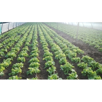 Banda picurare 17mm, 6mil, 30cm, 1.6l/h, 2600m #4