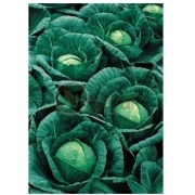 Seminte Varza alba Bucharest F1 , hibrid de vara (1000 sem), Seminis