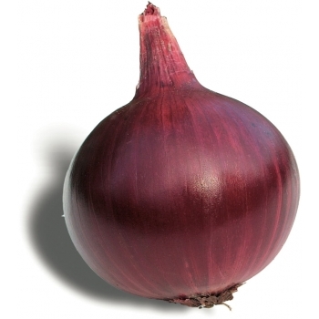 Seminte ceapa  Tetenyi rubin , 100000 sem